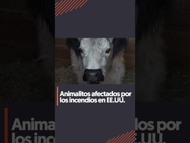 ⁣Cientos de animales vulnerables por los incendios de Los Ángeles