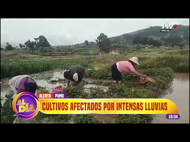 ⁣Puno: Agricultores alarmados debido a la intensidad de las lluvias que afectan sus cultivos