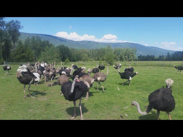 ⁣Vancouver Island ostrich farm forced to cull flock due to avian flu