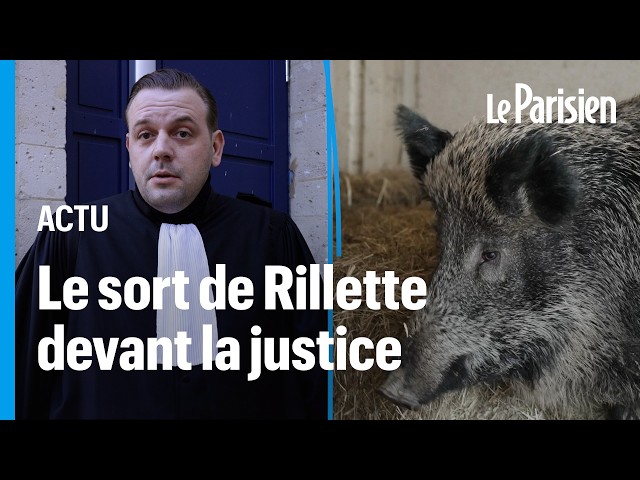 ⁣« Il faut y croire » : Élodie, suspendue à la décision du tribunal pour sauver son sanglier