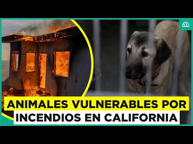 ⁣Cientos de animales vulnerables por los incendios de Los Ángeles