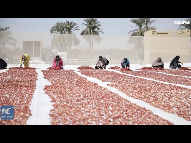 ⁣Tomato farmers in S. Egypt turn to sun-dried product exports to boost income