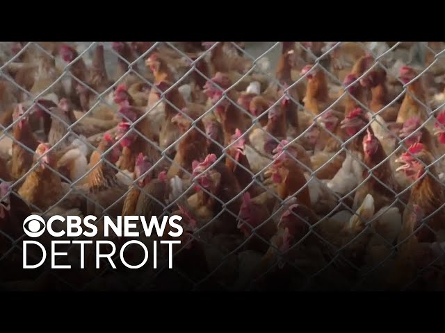 ⁣Michigan continues to deal with bird flu outbreaks after most recent outbreak in Oakland County