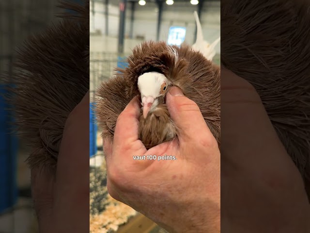 ⁣Un concours de beauté de pigeons