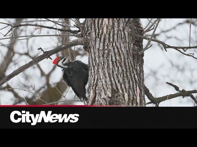 ⁣Wilderness Committee alleges Lemay Forest developer skipped environmental assessment