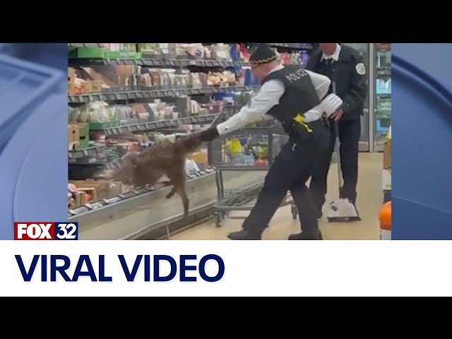 ⁣Coyote pulled from cold food section of Chicago Aldi store