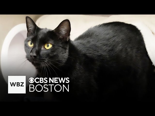 ⁣Missing cat from New Hampshire found in Michigan