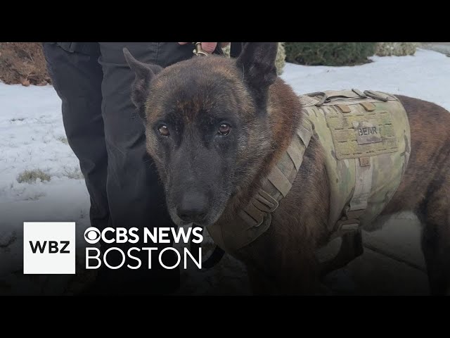 ⁣Uxbridge K-9 Officer Bear honored with retirement party