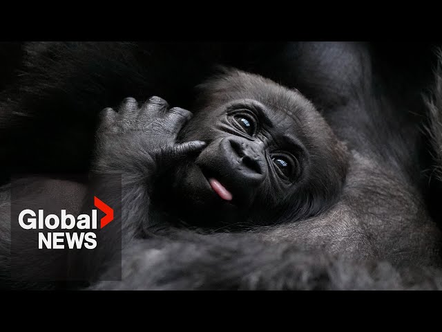 ⁣Baby gorilla recovering after rescue from Turkish Airlines cargo hold