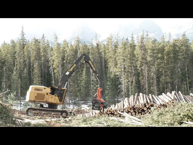 ⁣What Alberta is doing to prevent wildfires in Canmore, Bow Valley