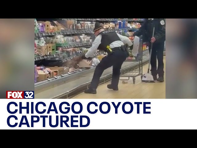 ⁣Coyote at Chicago Aldi goes viral, reaction pours in