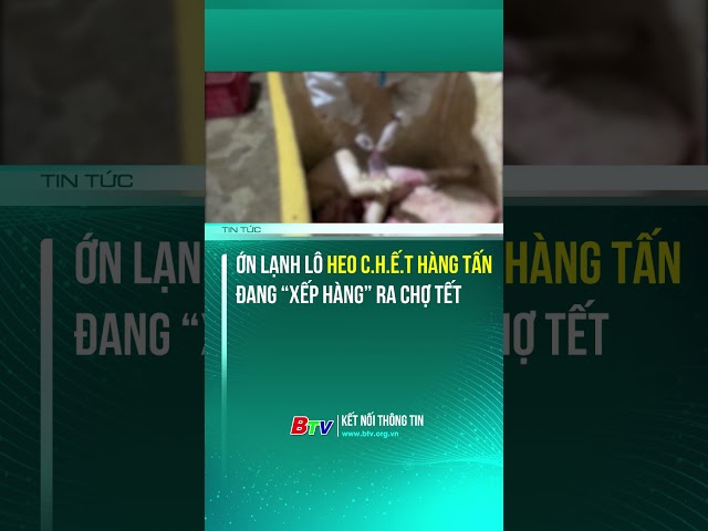 ⁣KHIẾP! Ớn lạnh hàng tấn heo bốc mùi “xếp hàng” ra chợ Tết #antoanthucpham #thucphamban