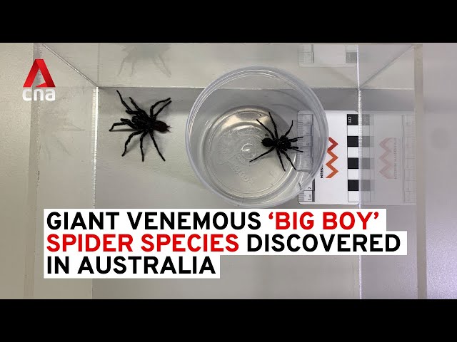 ⁣'Big Boy' spiders: Australian scientists discover larger funnel-web species