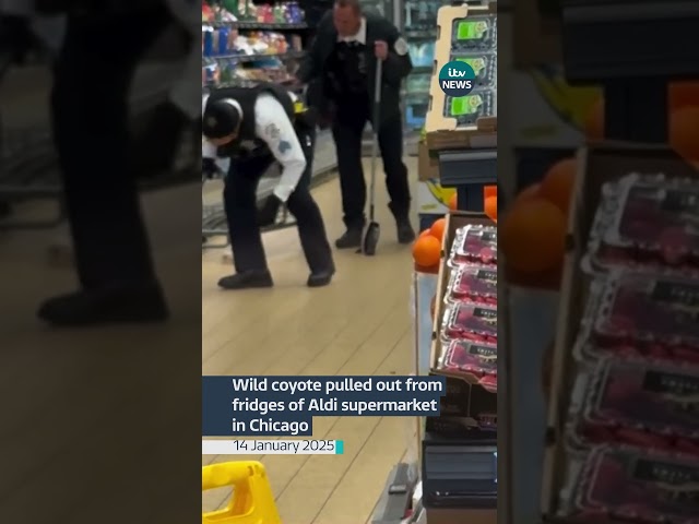 ⁣Wild coyote pulled out from fridges of Aldi supermarket in Chicago #news #itvnews