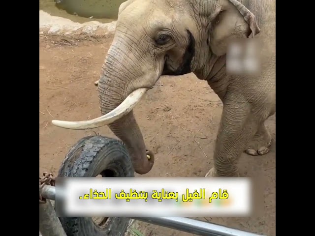 ⁣مشهد جميل بين الإنسان والحيوان