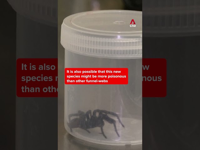 ⁣️’Big Boy’ funnel-web spiders found in Australia