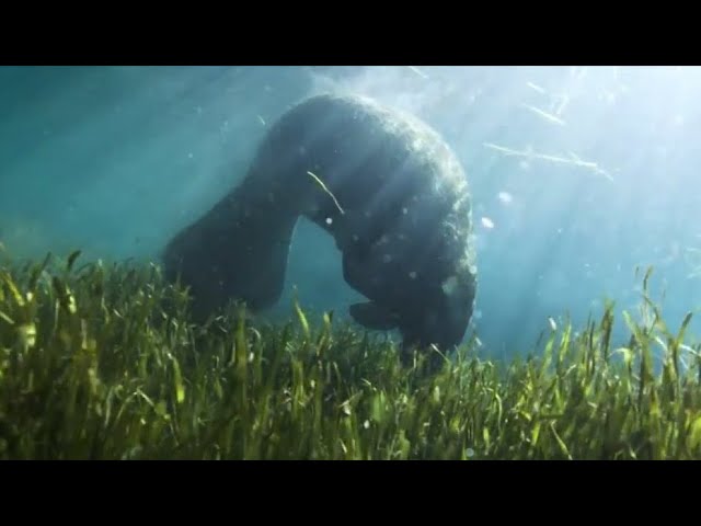 ⁣Federal wildlife officials propose to continue classifying Florida manatees as "threatened spec