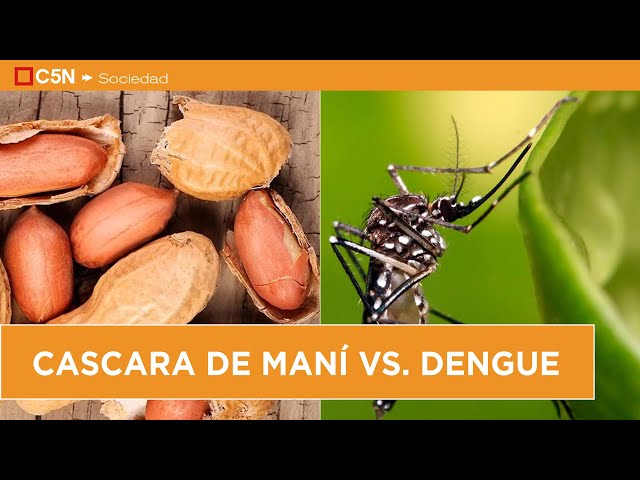 ⁣CÁSCARA de MANÍ para COMBATIR el DENGUE: IMPORTANTE HALLAZGO de CIÉNTIFICOS ARGENTINOS