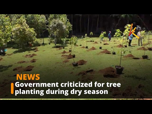 ⁣Government criticized for tree planting during dry season