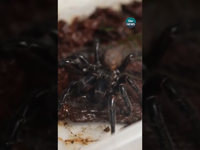 ⁣New, larger species of venomous spider discovered in Australia #itvnews #spiders #australia