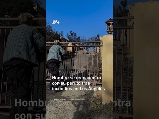 ⁣Hombre se reencuentra con su perro después de los incendios en California #nmas #shorts #california