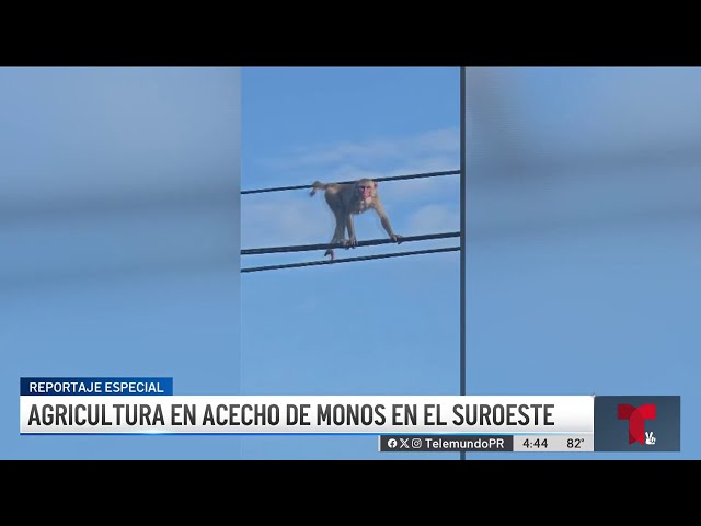 ⁣Agricultores luchan contra los monos en el suroeste