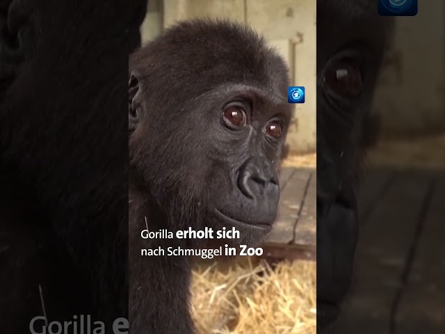 ⁣Nach Tierschmuggel: Zoo päppelt Gorilla „Zeytin“ auf