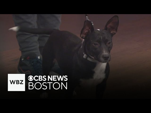 ⁣Friendly dogs from Texas up for adoption in Massachusetts