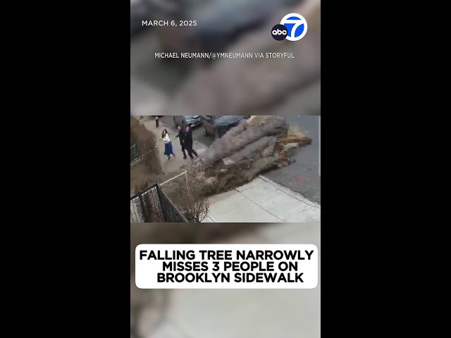 ⁣3 people nearly hit by massive falling tree on sidewalk