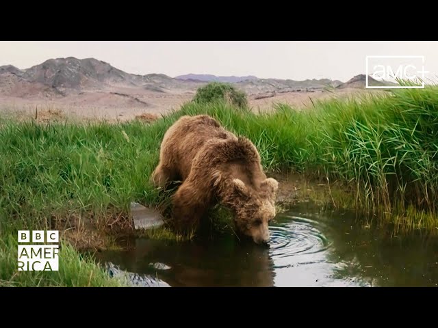 ⁣A Symbol Of Hope For The Gobi Bear  Asia | BBC America