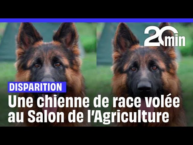 ⁣Une chienne de race disparait au Salon de l'Agriculture