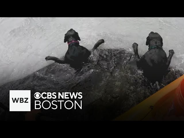 ⁣Kayaker rescues 2 black labs that had fallen into freezing Massachusetts river