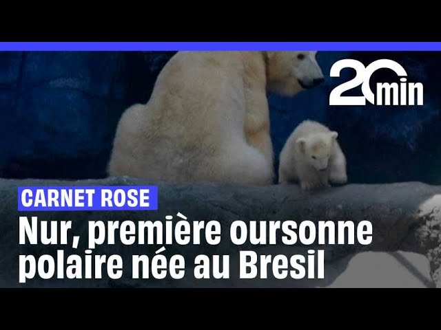 ⁣Brésil : On vous présente Nur, première oursonne polaire née en Amérique latine !