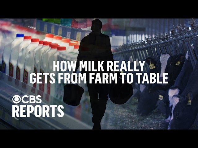 ⁣The Price of Milk: Immigrants Behind American Dairy | CBS Reports