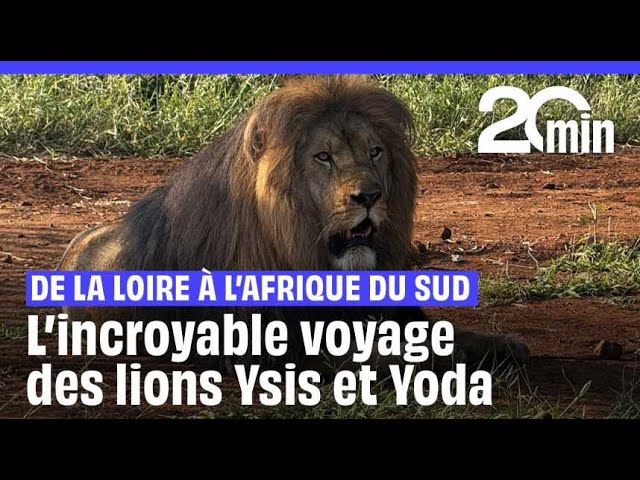 ⁣De la Loire à l'Afrique du Sud, l'incroyable voyage des lions Ysis et Yoda