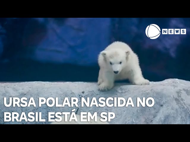 ⁣Primeira ursa polar nascida na América Latina está em São Paulo