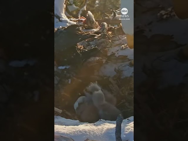 ⁣Viral bald eagle couple welcomes third baby to nest