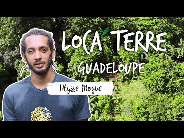 ⁣Matouba : L'Agroforesterie Révolutionne le Tourisme en Guadeloupe 