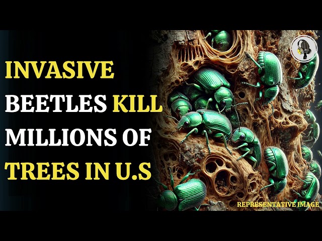 ⁣Invasive Beetle Threatens Millions of Trees | WION Podcast