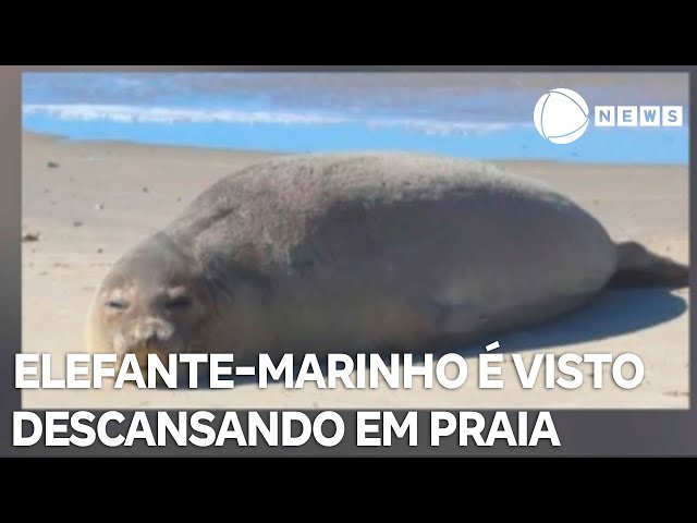 ⁣Elefante-marinho é flagrado descansando em praia catarinense