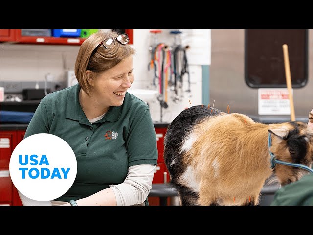 ⁣Meet Dr. Sarah Cannizzo and her groundbreaking work at Fort Worth Zoo | USA TODAY