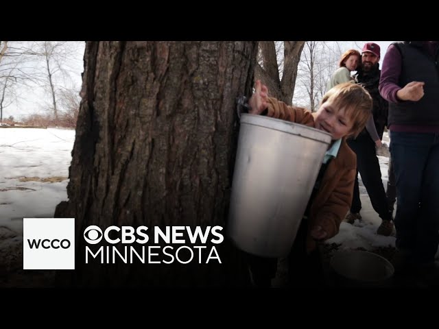 ⁣How Minnesota's wild weather has impacted sap production