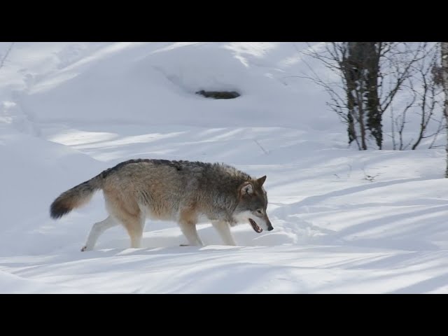 ⁣Colorado Parks and Wildlife to pay ranchers over $300,000 for wolf depredation, losses