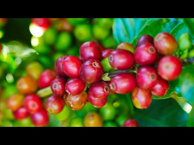 ⁣Coffee harvest in full swing in Pu'er