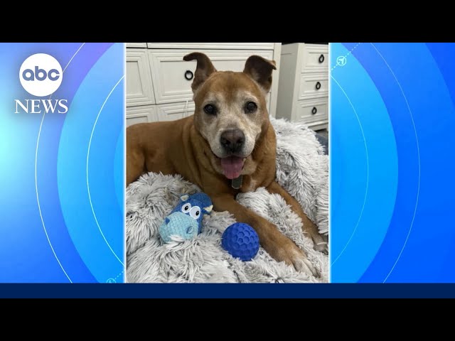 ⁣Dog finds home after 1,739 days in shelter