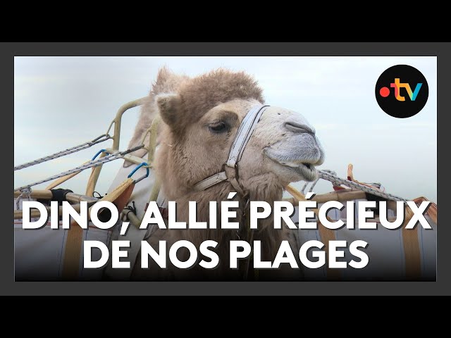 ⁣Un dromadaire au service de l’écologie : nettoyage de plage à Vielle-Saint-Girons