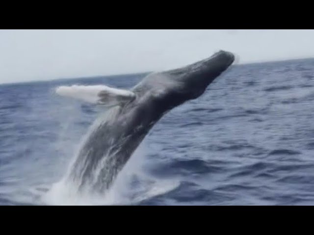 ⁣Great white shark, whales spotted off South Florida's coast