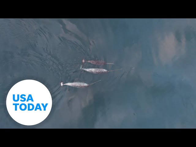 ⁣Watch remarkable drone footage showing narwhals in action | USA TODAY