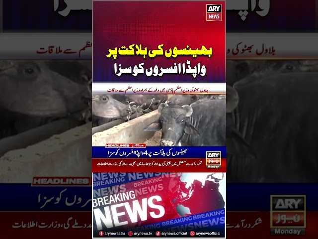 ⁣#buffalo #punjab #breakingnews #latestnews #latestupdates #arynews