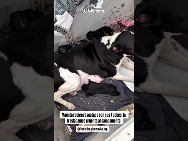 ⁣RESCATARON a una PERRITA con sus BEBÉS en INGENIERO WHITE